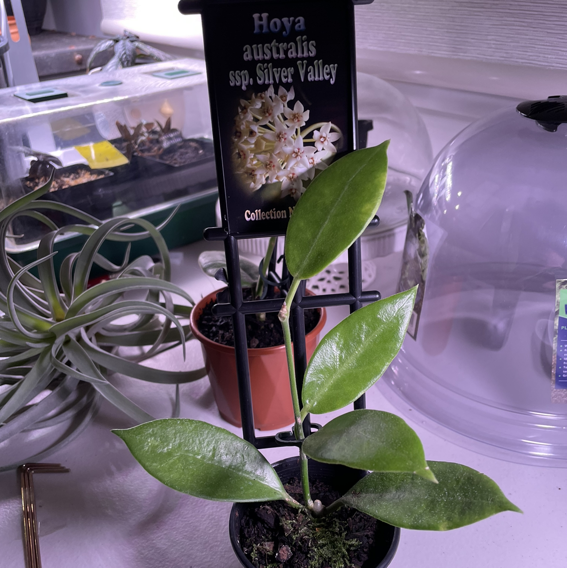 Photo of the plant species Hoya australis 'Silver Valley' by Nyssa named Your plant on Greg, the plant care app