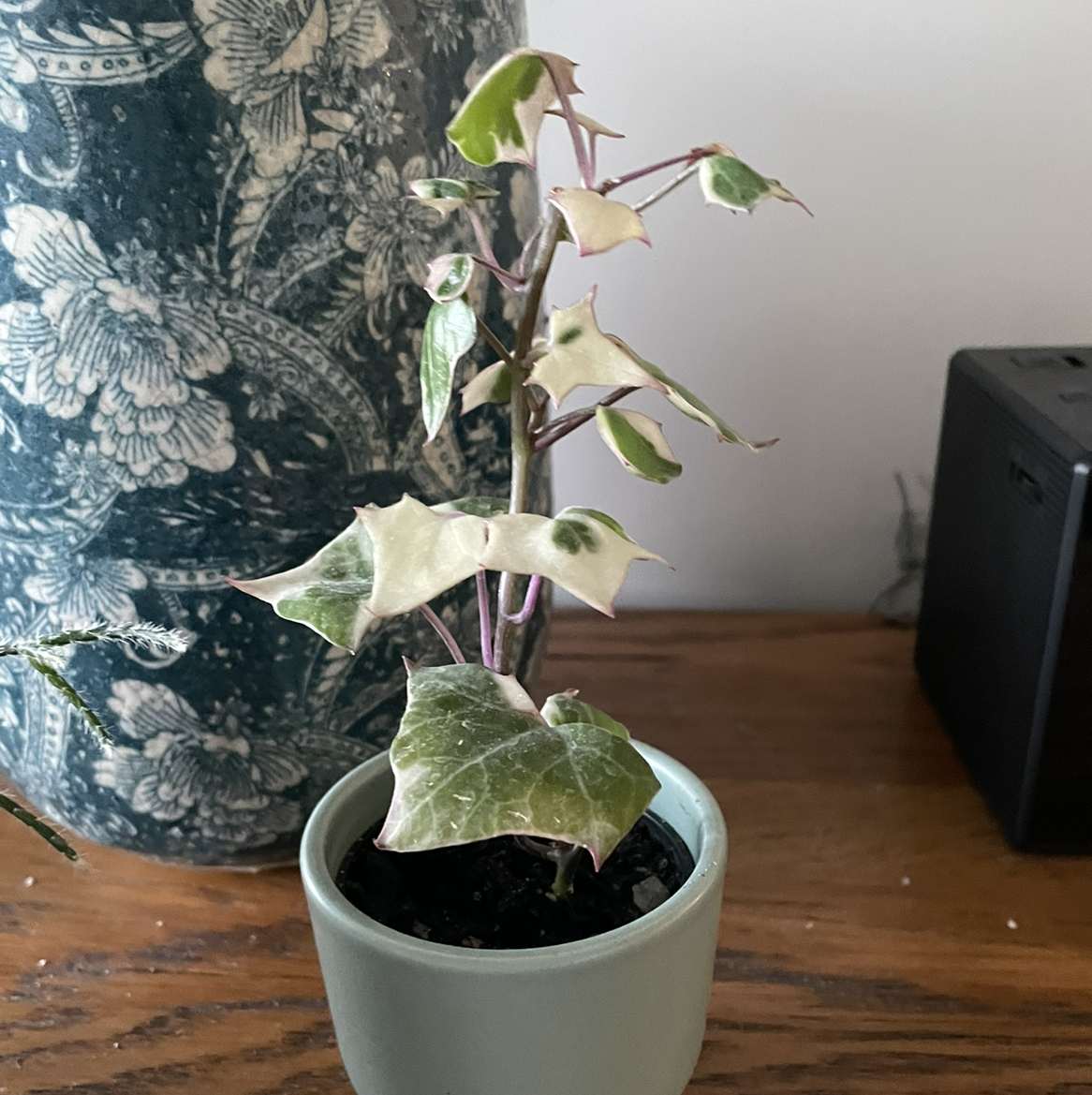 Variegated Wax Ivy plant in a small pot with variegated green and white leaves.