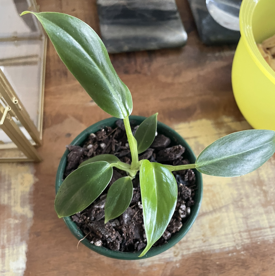 Photo of the plant species Philodendron subhastatum by Nyssa named Your plant on Greg, the plant care app