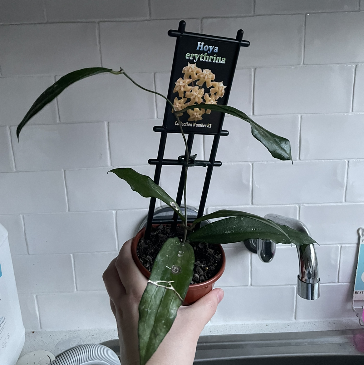 Photo of the plant species Hoya erythrina 'Nara' by Nyssa named Your plant on Greg, the plant care app