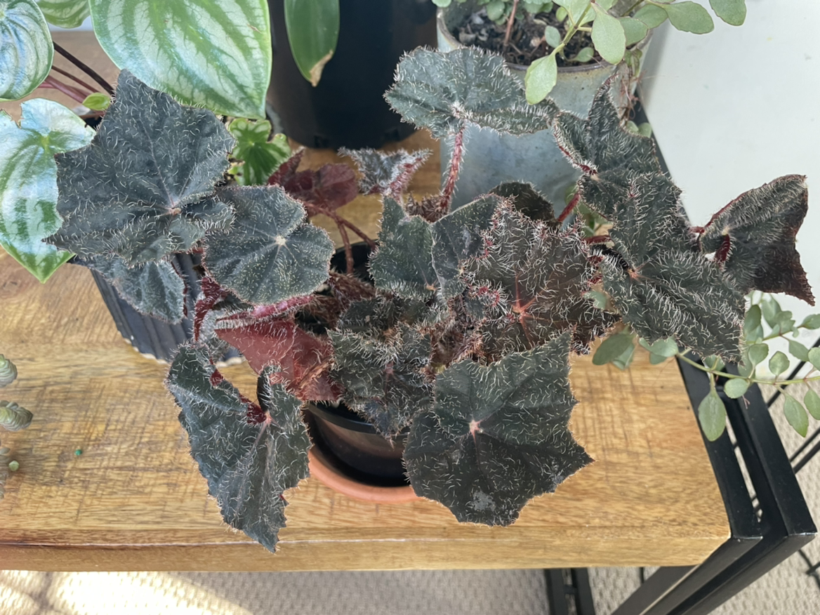 Photo of the plant species Begonia Bill Morris by Nyssa named Murray on Greg, the plant care app