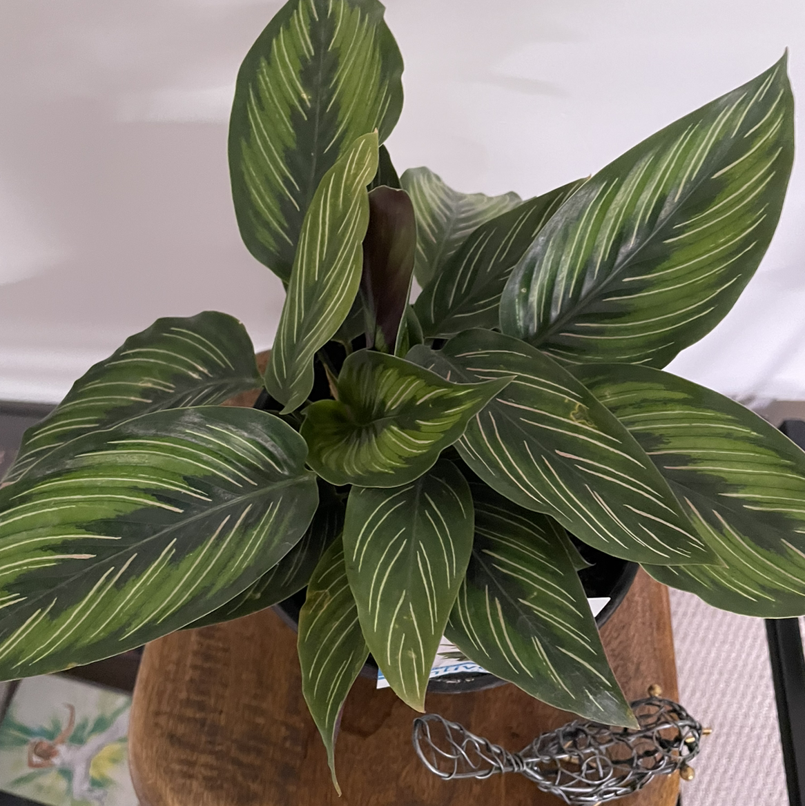 Calathea 'Beauty Star' plant with vibrant green leaves and white stripes.