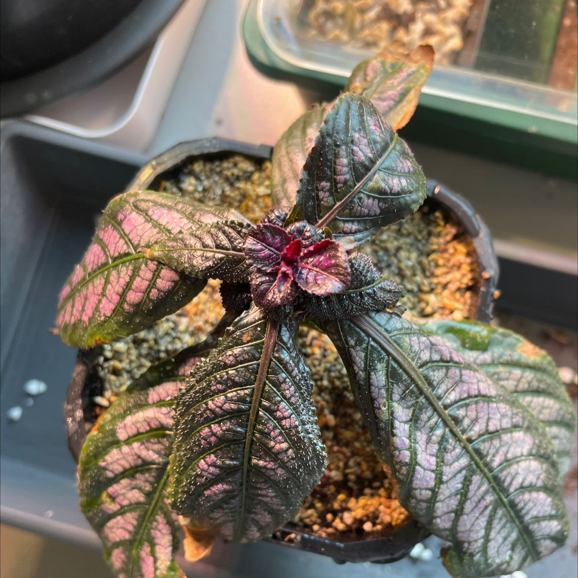 Persian Shield plant in a pot with vibrant purple and green leaves.