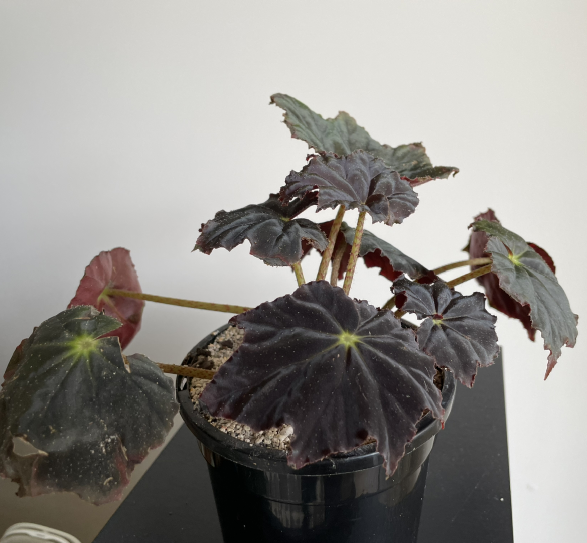 Photo of the plant species Begonia 'Black Velvet' by Nyssa named Your plant on Greg, the plant care app