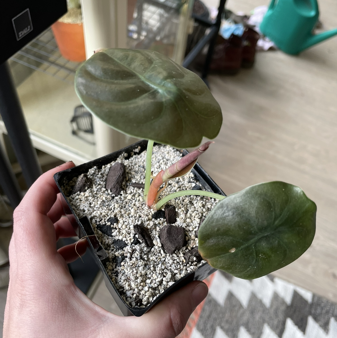 Alocasia ‘Red Secret’ plant in a pot with well-draining soil, held by a hand.