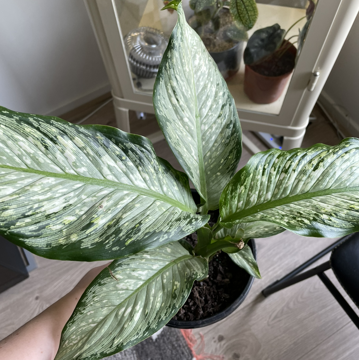 Dieffenbachia 'Memoria Corsii' plant with variegated leaves in a pot, soil visible.