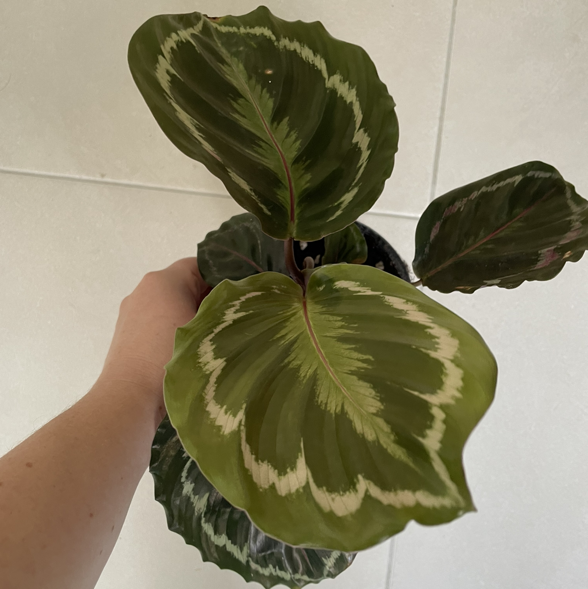 Calathea 'Medallion' plant with patterned leaves held by a hand.