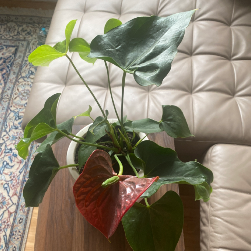 Painter's Palette plant photo by Mèhraeen named Anthurium andraeanum on Greg, the plant care app.