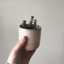 Baby's Necklace plant