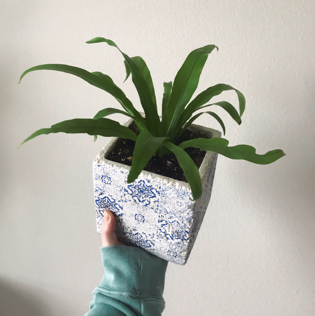 Bird's Nest Fern plant photo by @arduemp named Eleanor on Greg, the plant care app.