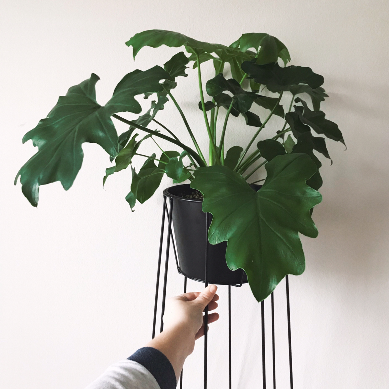 Philodendron 'Hope Selloum' plant photo by @arduemp named Atlas on Greg, the plant care app.