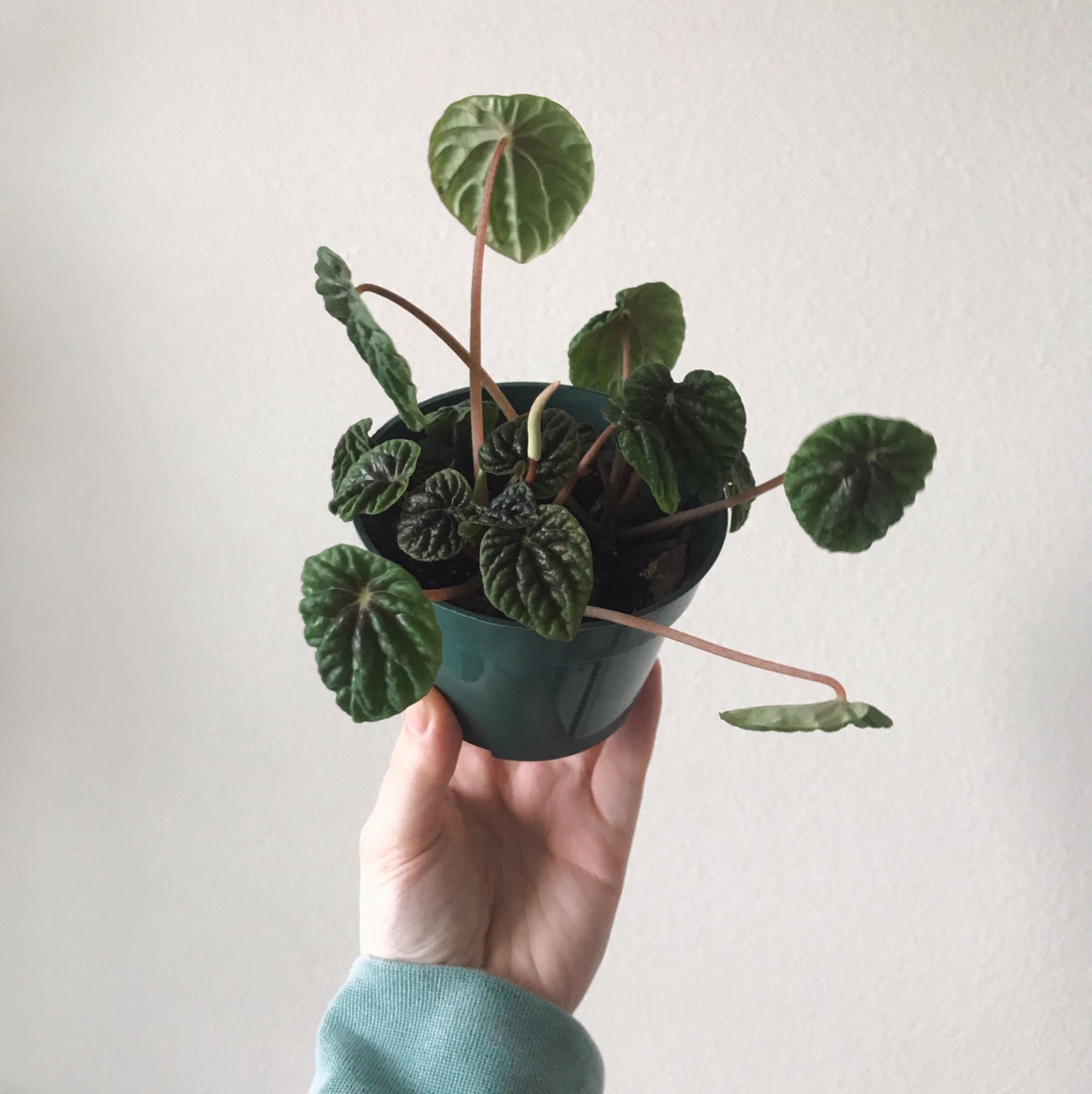 Peperomia Caperata plant photo by @arduemp named Stella on Greg, the plant care app.