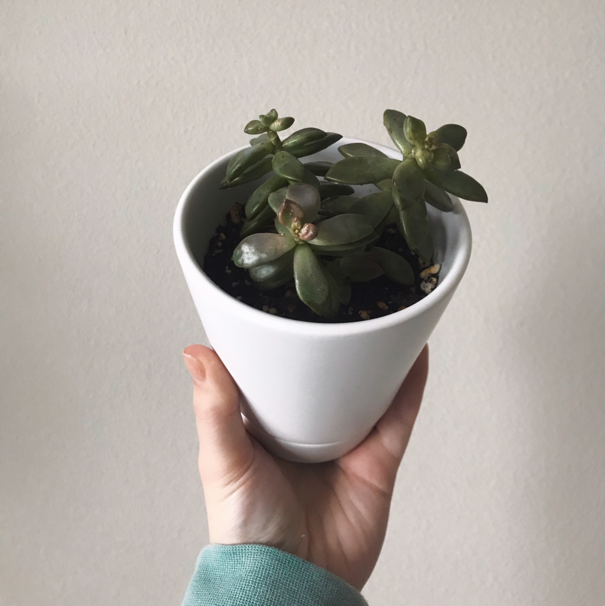 Graptosedum 'California Sunset' plant photo by @arduemp named Remington on Greg, the plant care app.