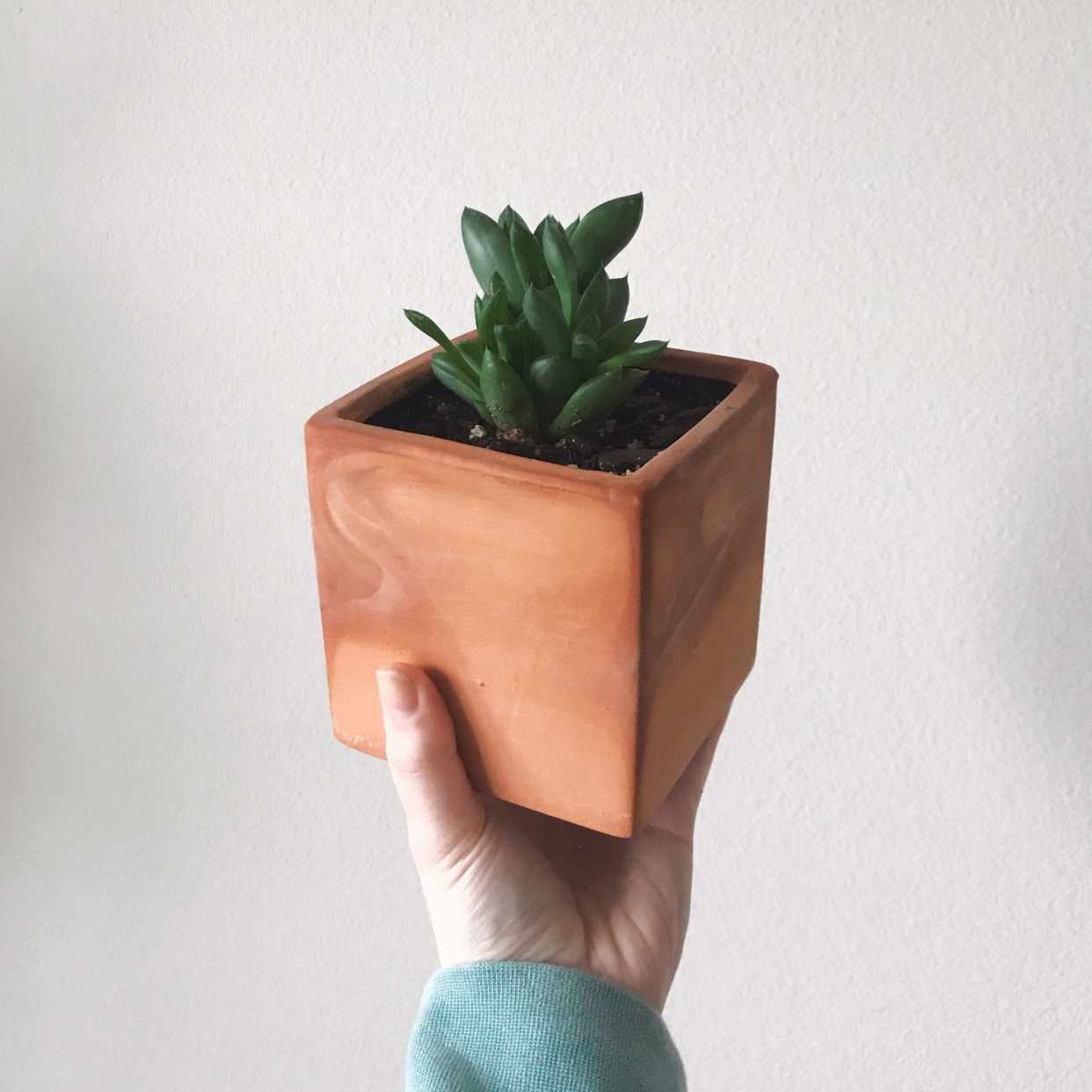 Cathedral Window Haworthia plant photo by @arduemp named Darwin on Greg, the plant care app.