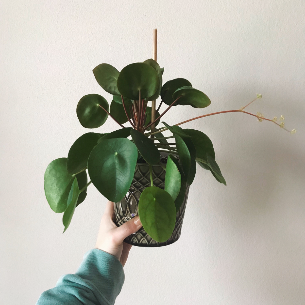 Chinese Money Plant plant photo by @arduemp named Marilyn on Greg, the plant care app.