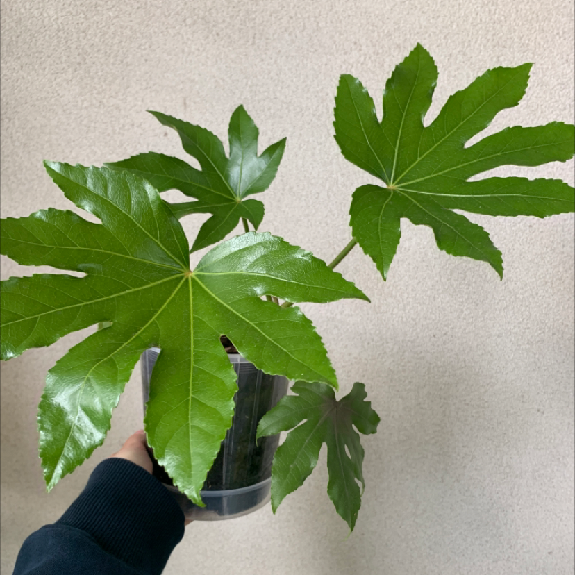 Photo of the plant species Fatsia Plant by @marnalade named Padda on Greg, the plant care app