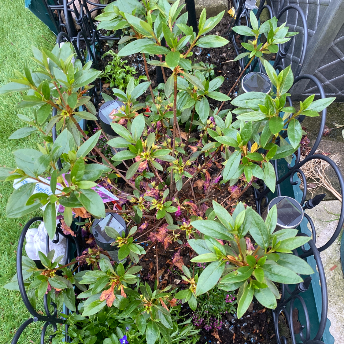 Satsuki plant with green leaves, some browning and yellowing, in a garden setting.