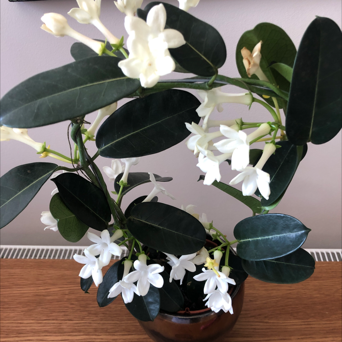 Stephanotis plant with dark green leaves and white flowers in a pot.