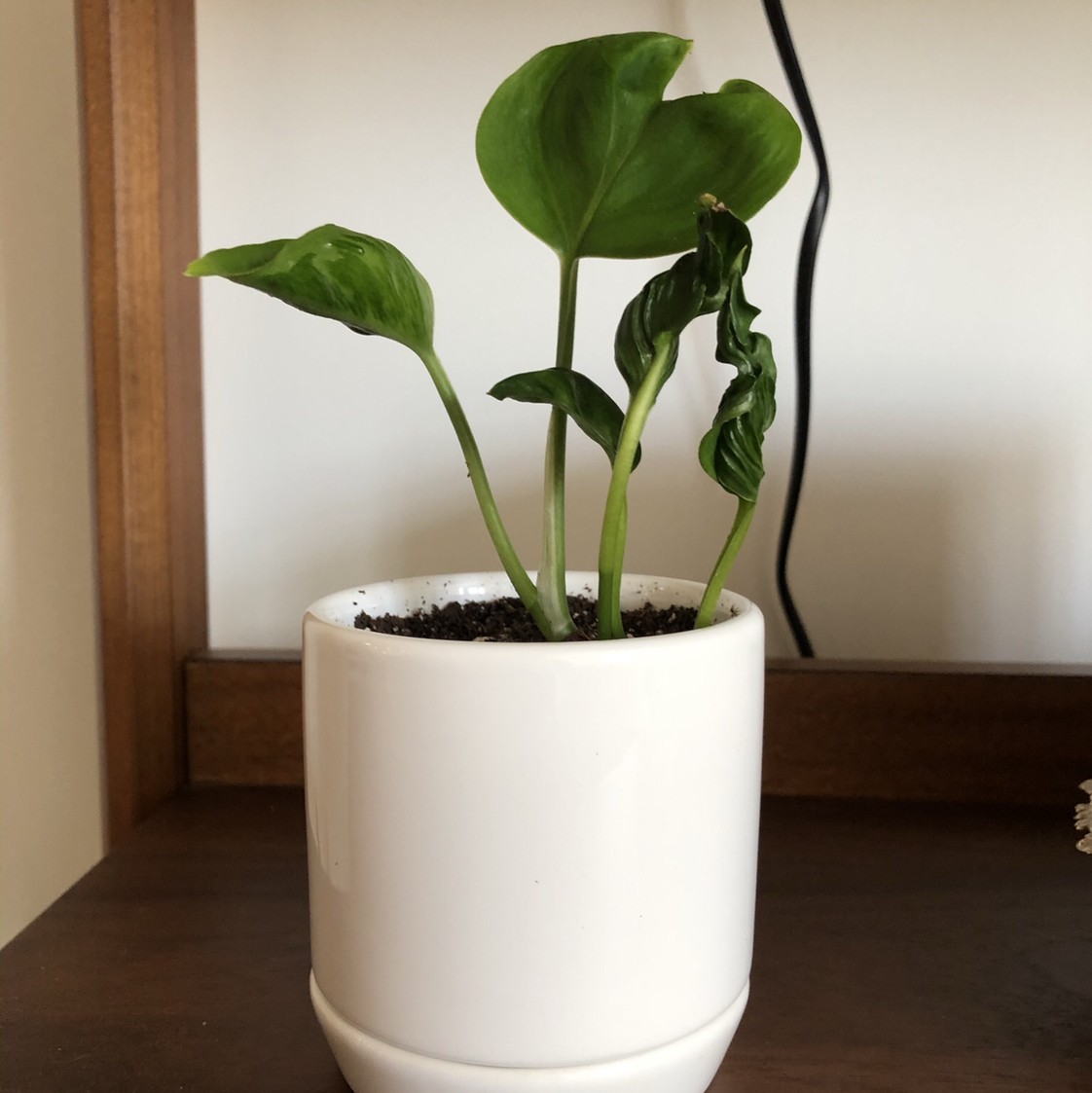 Pothos 'Shangri La' plant in a white pot with some curling leaves.