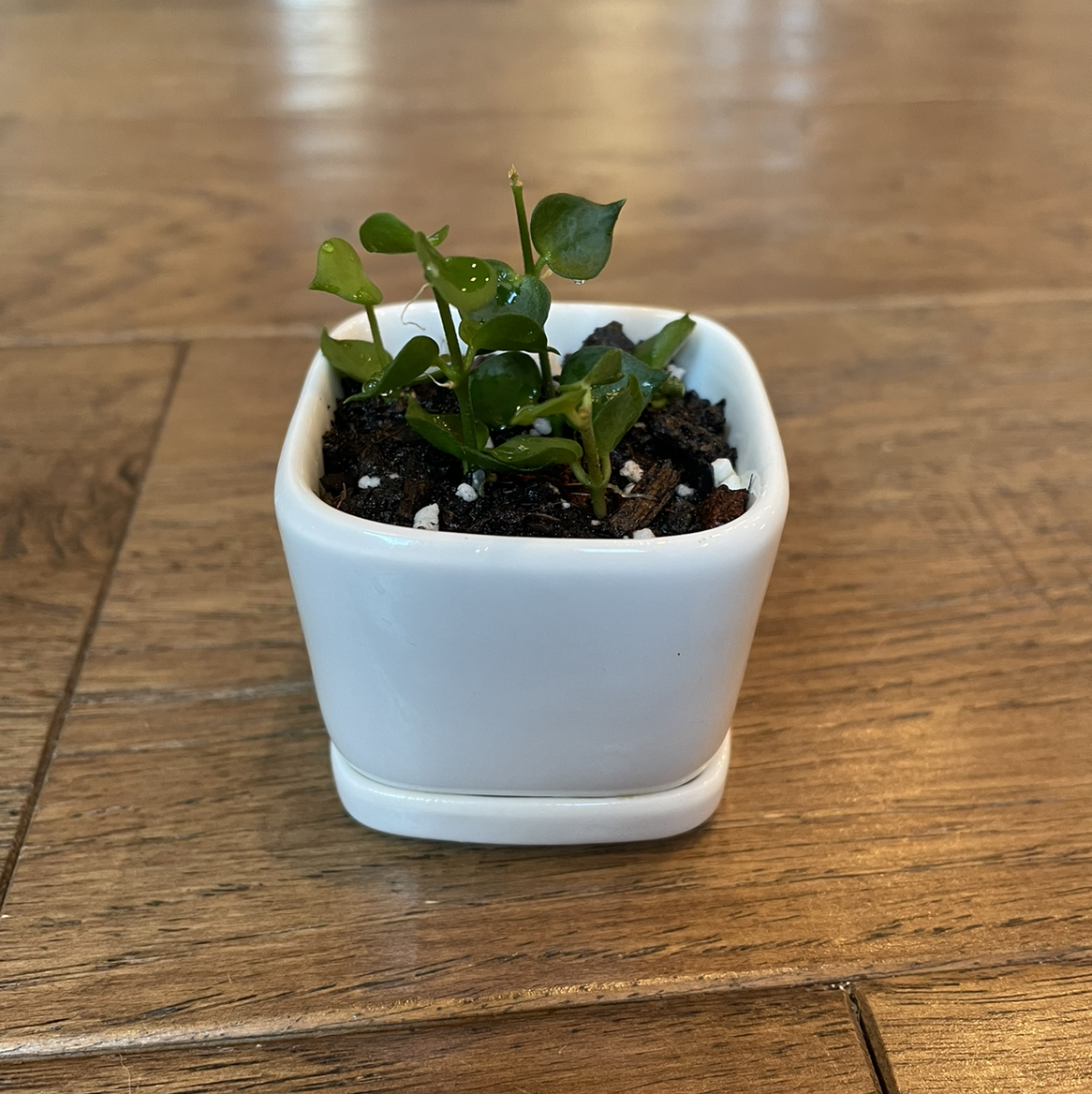 Small potted Million hearts plant in a white container with visible soil.
