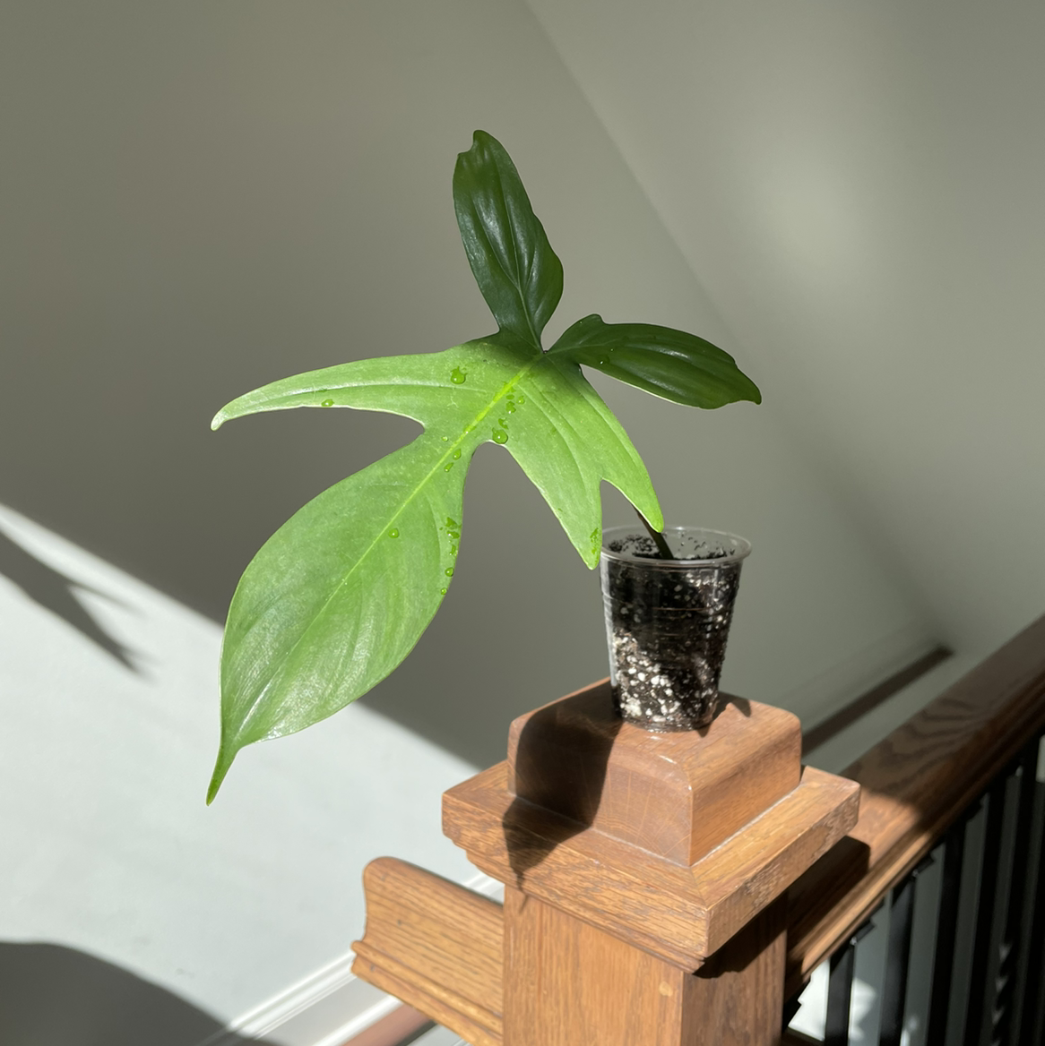 Philodendron Pedatum plant in a small transparent container on a wooden post.