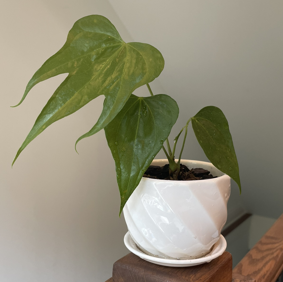 Photo of the plant species Anthurium Fingers by @vzeh93 named Anthurium Pedatoradiatum on Greg, the plant care app