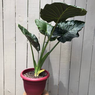 Alocasia 'Regal Shields' plant in Somewhere on Earth