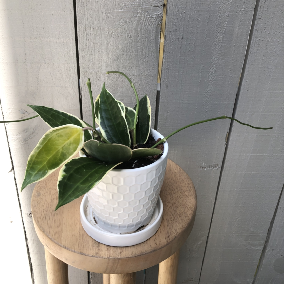 Hoya macrophylla 'Albomarginata' plant in a white pot on a wooden stool.
