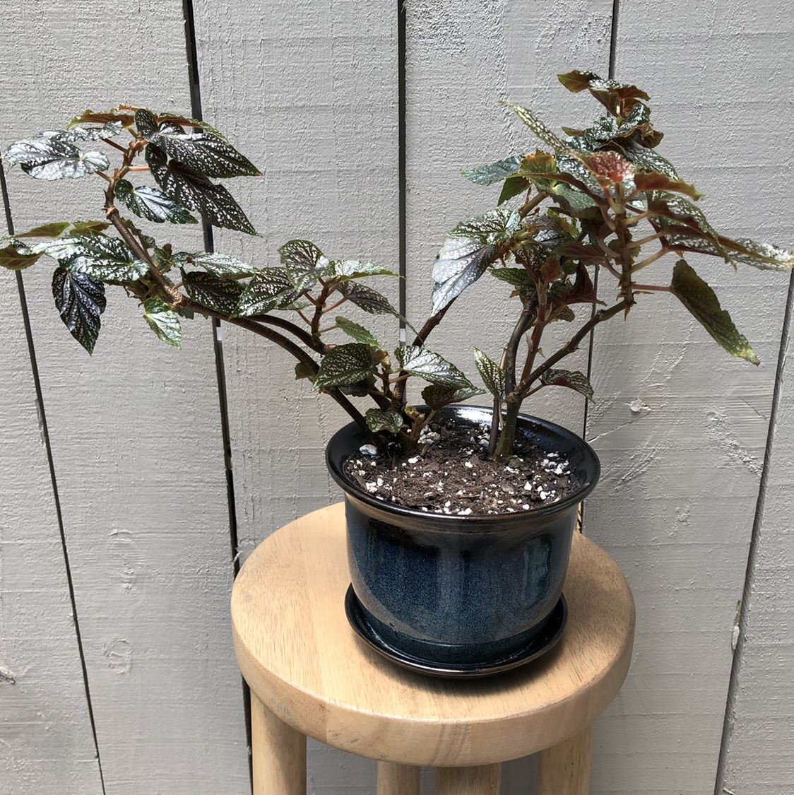 Photo of the plant species Cane Begonia by @vzeh93 named Beginia Benigo Pink on Greg, the plant care app