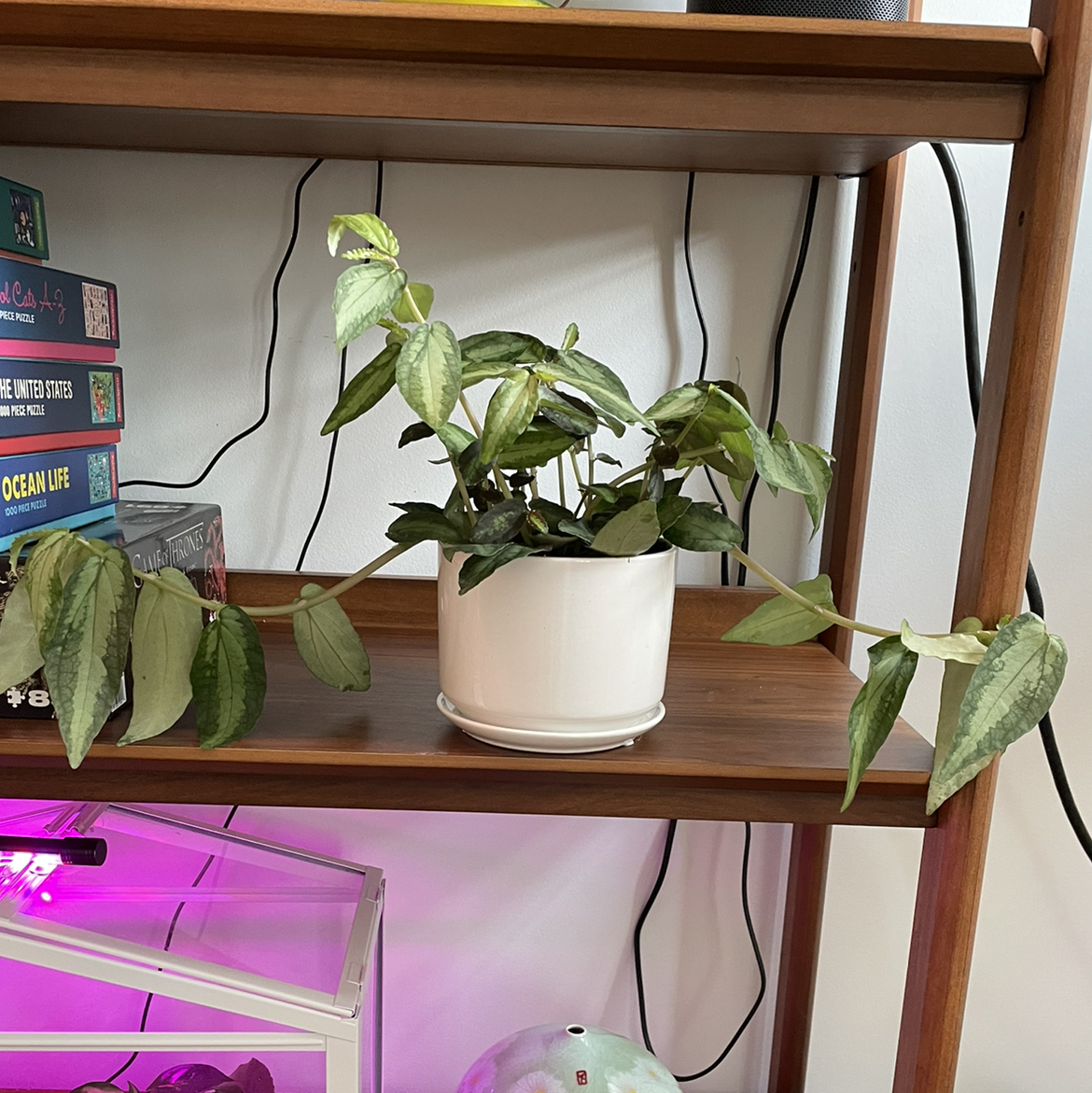 Photo of the plant species Watermelon Vine by @vzeh93 named Pellionia Repens on Greg, the plant care app