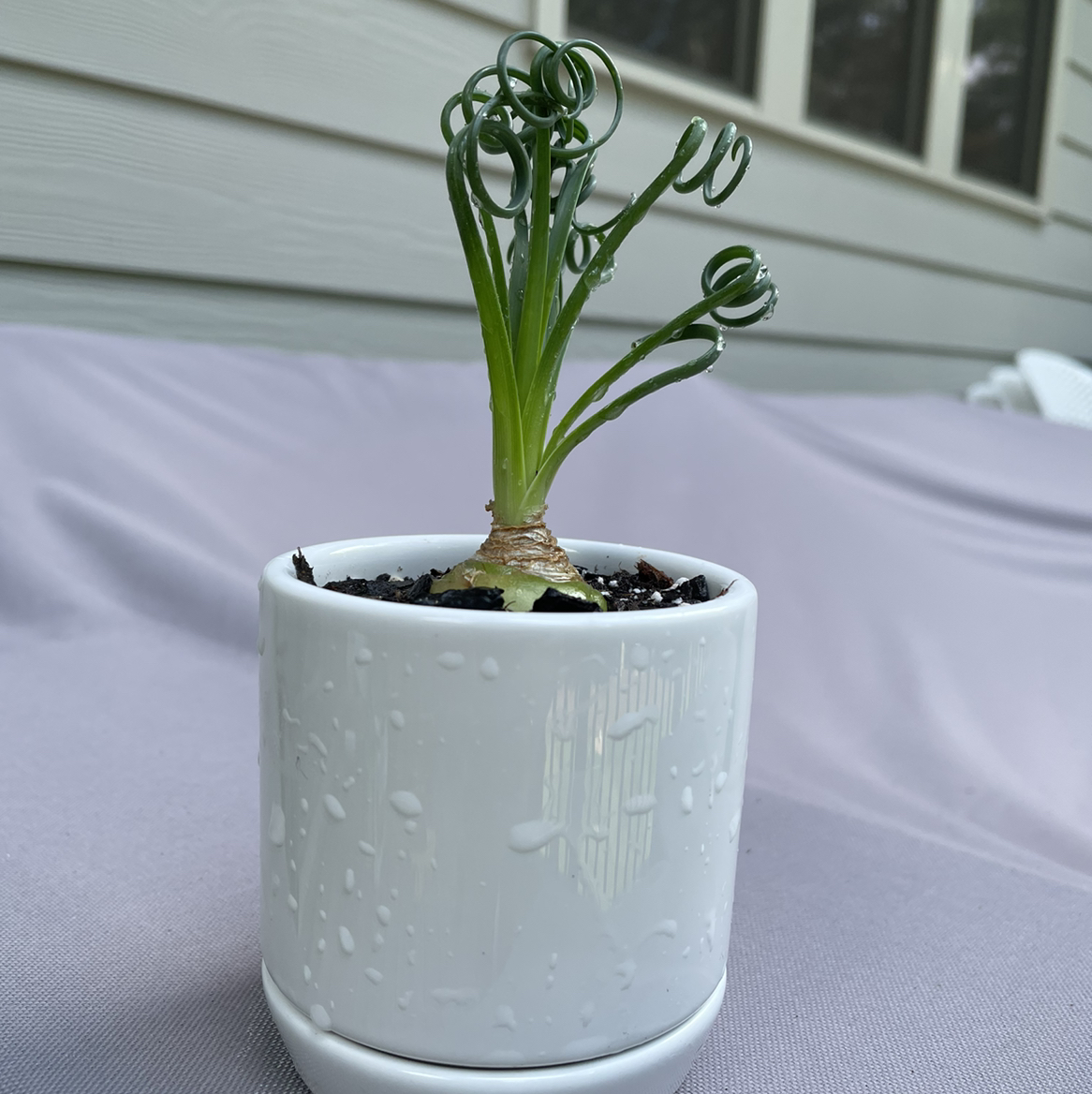 Frizzle Sizzle plant in a white pot with curly green leaves, indoors.