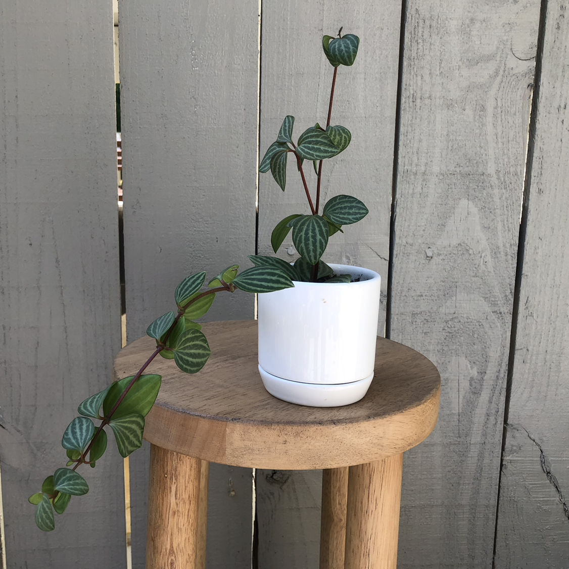 Photo of the plant species Beetle Peperomia by @vzeh93 named Beetle Peperomia on Greg, the plant care app