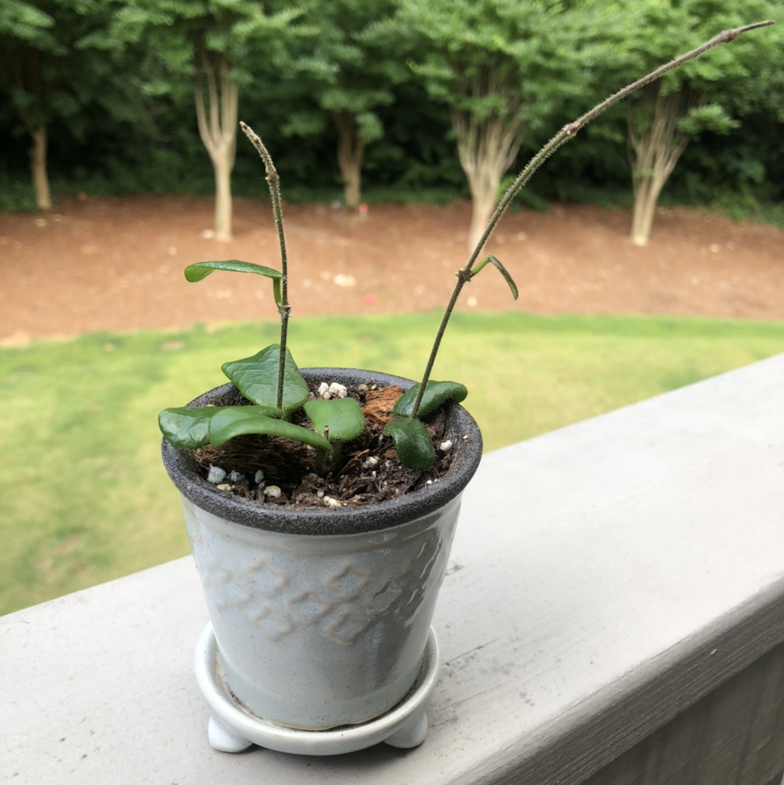Potted Hoya rotundiflora plant with green leaves and long stems on an outdoor railing.