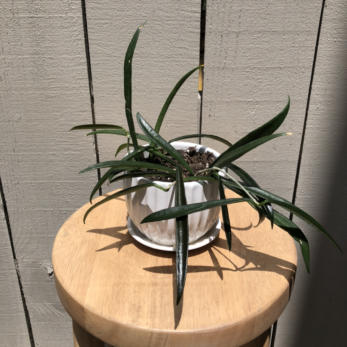 Hoya shepherdii plant in a white pot on a wooden stool with slight yellowing at leaf tips.