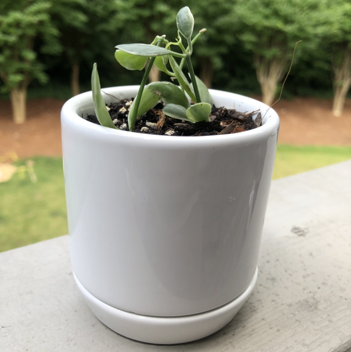Photo of the plant species Dischidia oiantha 'Variegata' by @vzeh93 named Dischidia Oiantha - Variegated on Greg, the plant care app
