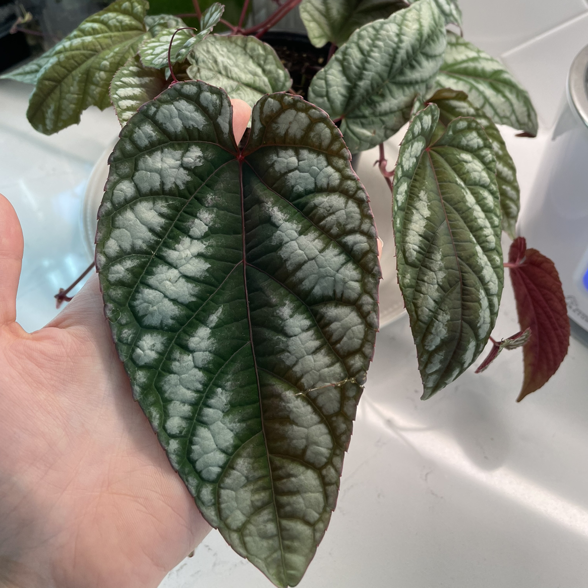 Close-up of a healthy Rex Begonia Vine leaf held by a hand.