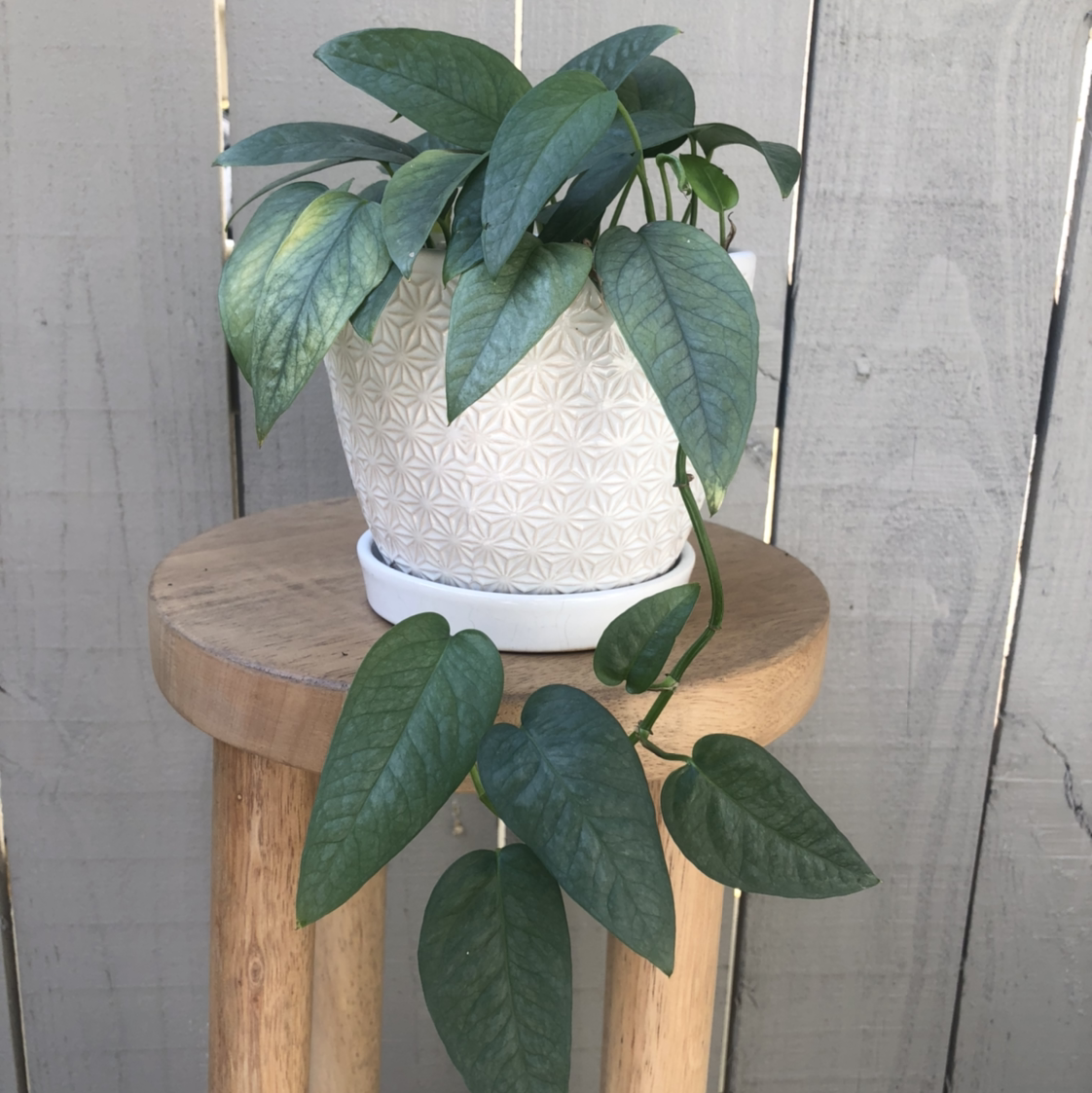 Photo of the plant species Cebu Blue Pothos by @vzeh93 named Cebu Blue on Greg, the plant care app
