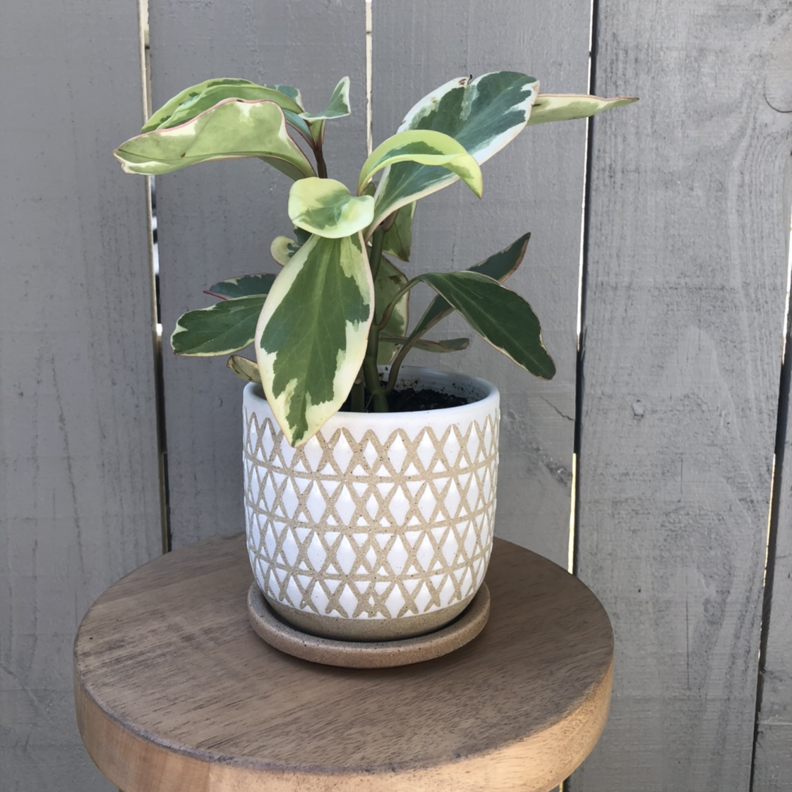 Photo of the plant species Jelly Peperomia by @vzeh93 named Jelly Peperomia on Greg, the plant care app