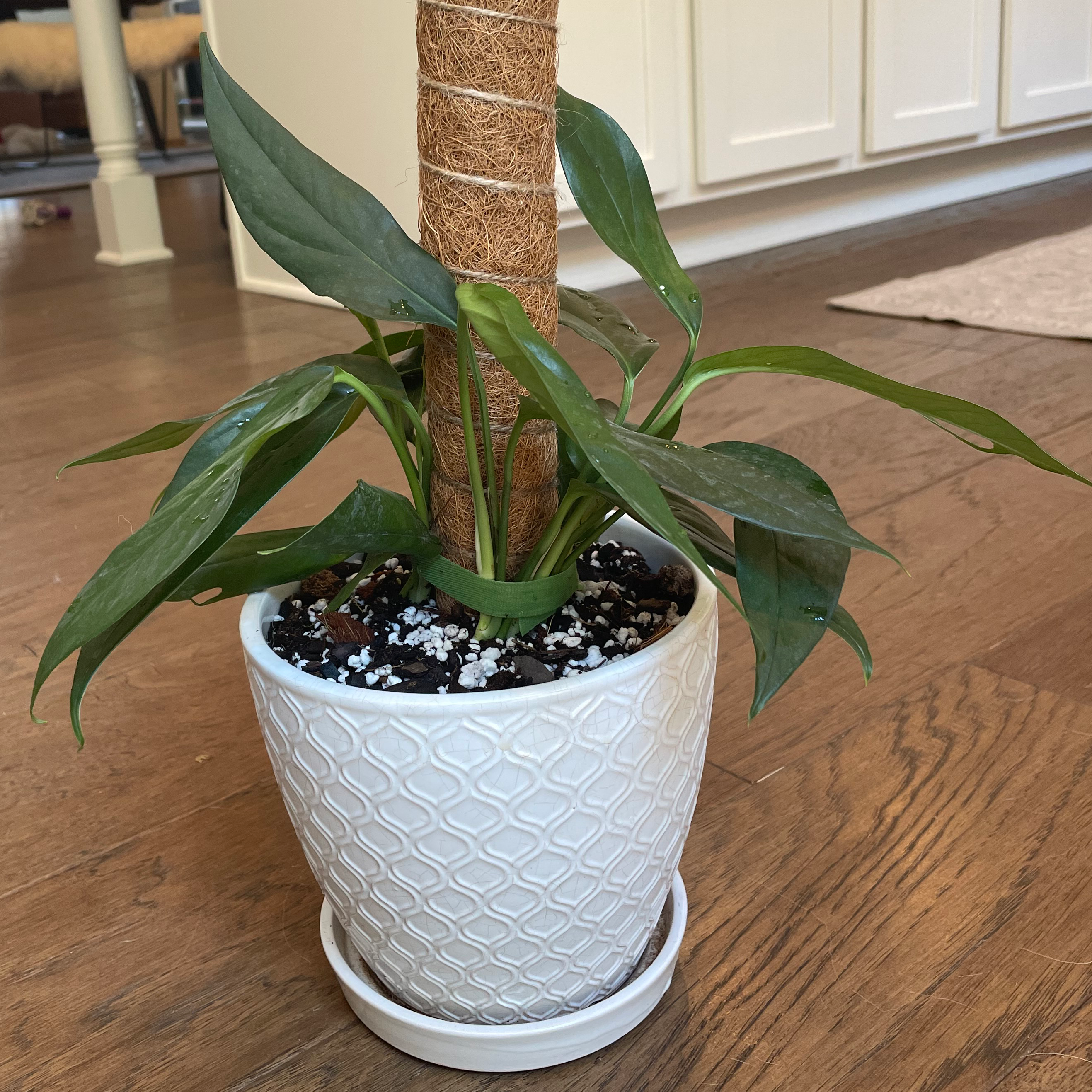A healthy Baltic Blue Pothos plant in a white pot with visible soil and a support pole.
