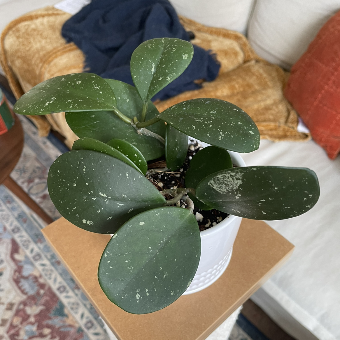 Hoya obovata plant in a white pot with round, dark green leaves with white speckles.