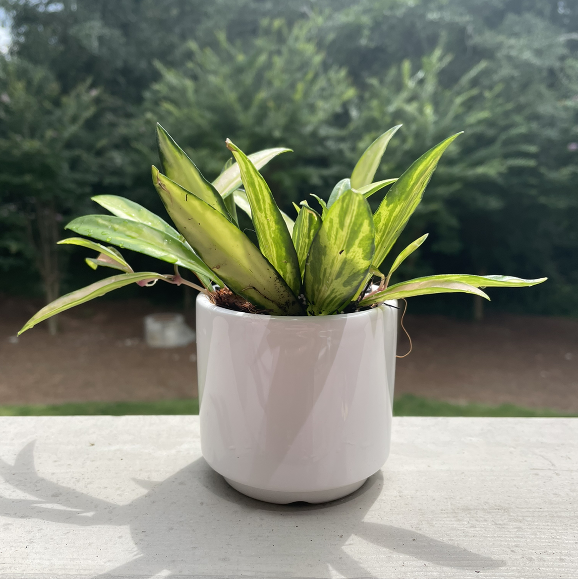 Photo of the plant species Variegated Hoya kentiana by @vzeh93 named Hoya Kentiana Variegata on Greg, the plant care app
