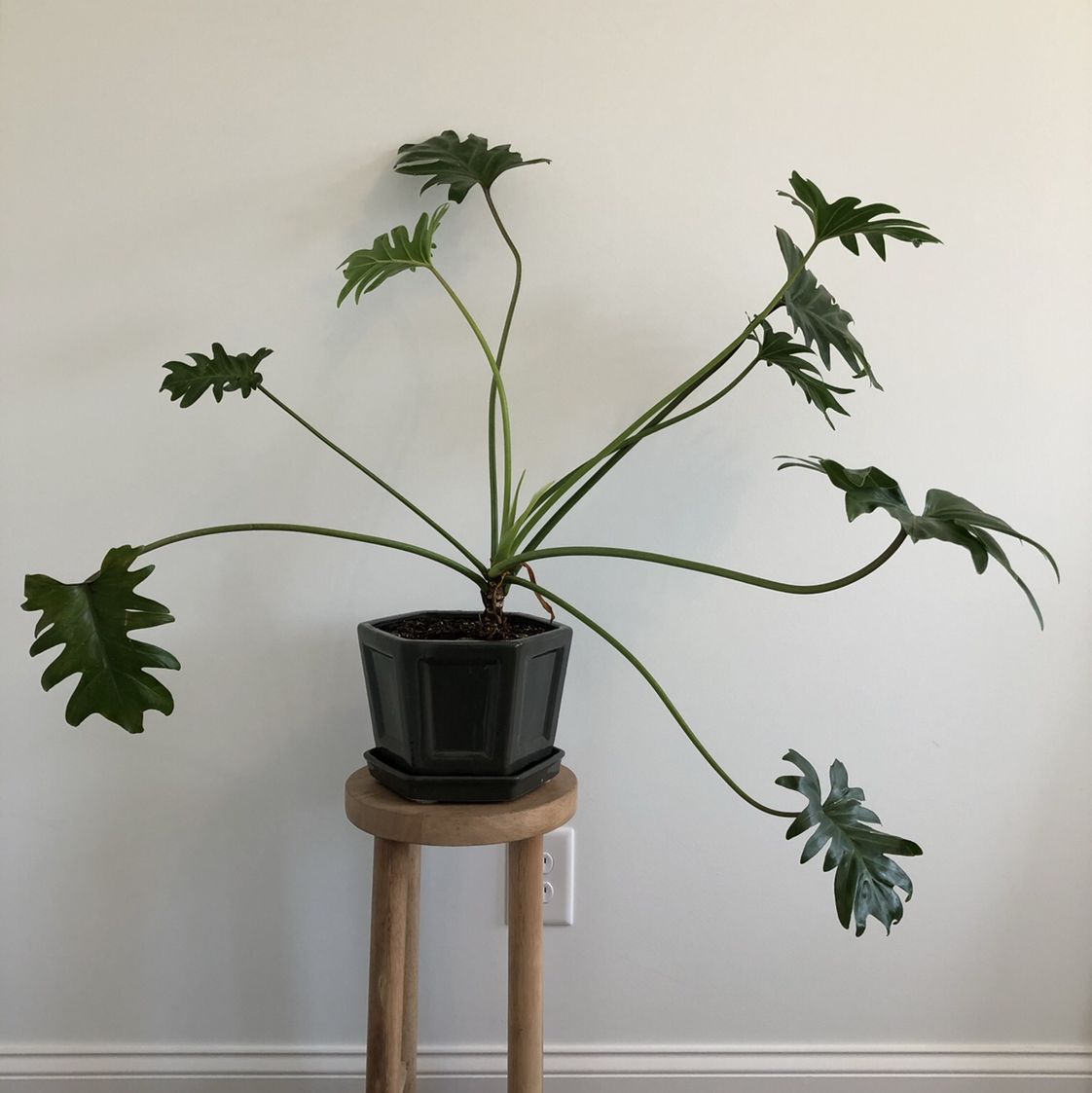Photo of the plant species Philodendron Xanadu by @vzeh93 named Philodendron Xanadu on Greg, the plant care app