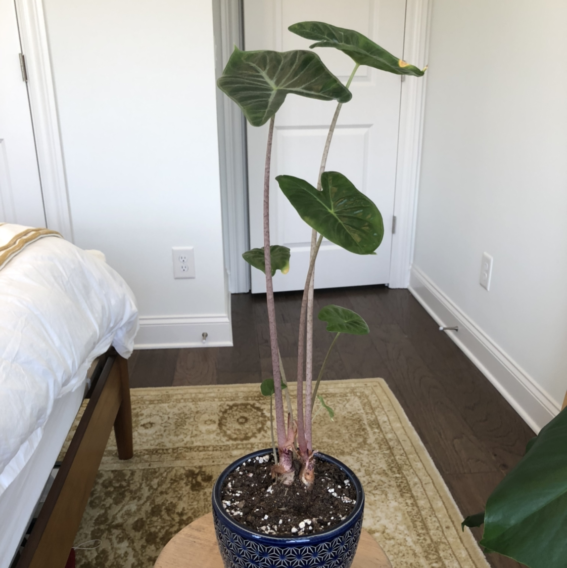 Photo of the plant species Alocasia 'Mandalay' by @vzeh93 named Alocasia Mandalay on Greg, the plant care app