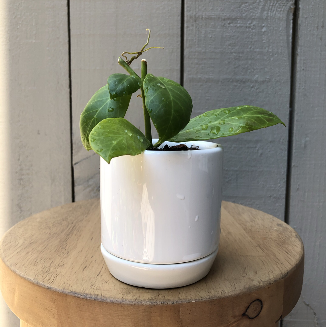 Photo of the plant species Hoya obscura by @vzeh93 named Hoya Obscura on Greg, the plant care app