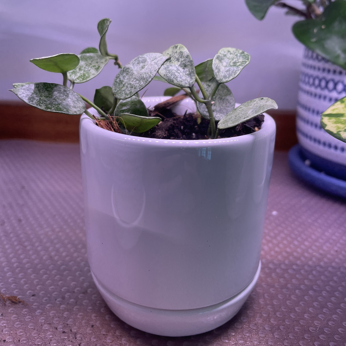 Photo of the plant species Hoya lacunosa by @vzeh93 named Hoya Lacunosa Snow Cap on Greg, the plant care app