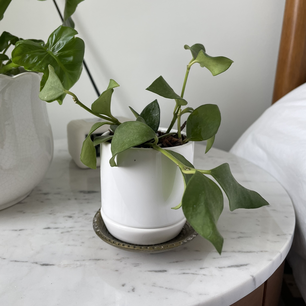Potted Hoya nummularioides plant with green leaves on a marble surface.