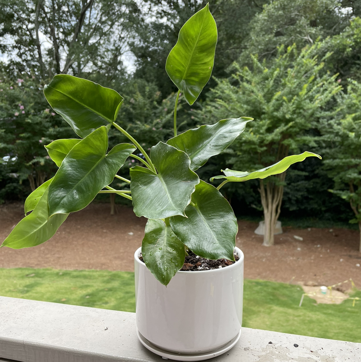 Photo of the plant species Burle Marx by @vzeh93 named Philodendron Burle Marx on Greg, the plant care app