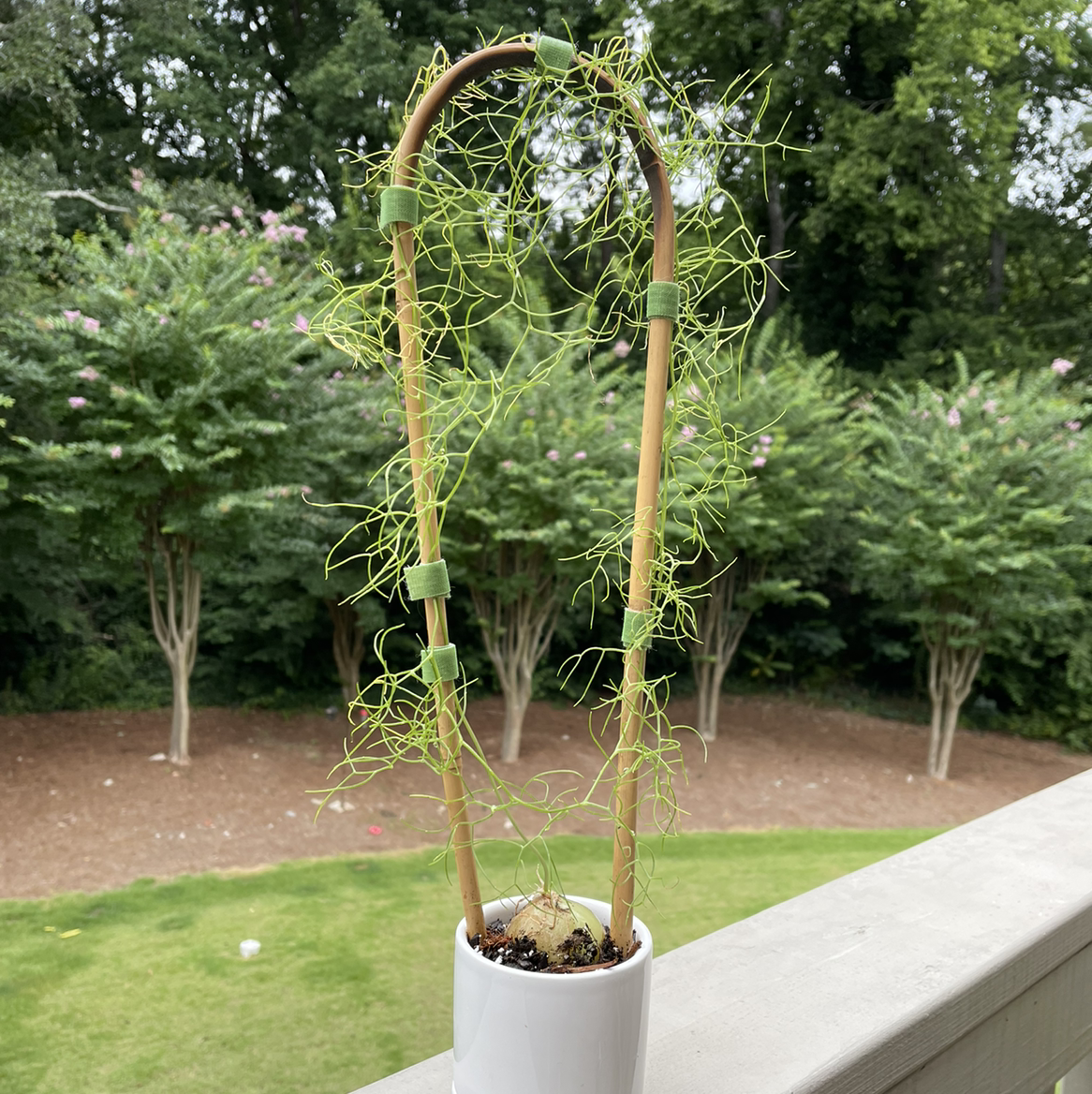 Photo of the plant species Climbing Onion by @vzeh93 named Climbing Onion on Greg, the plant care app