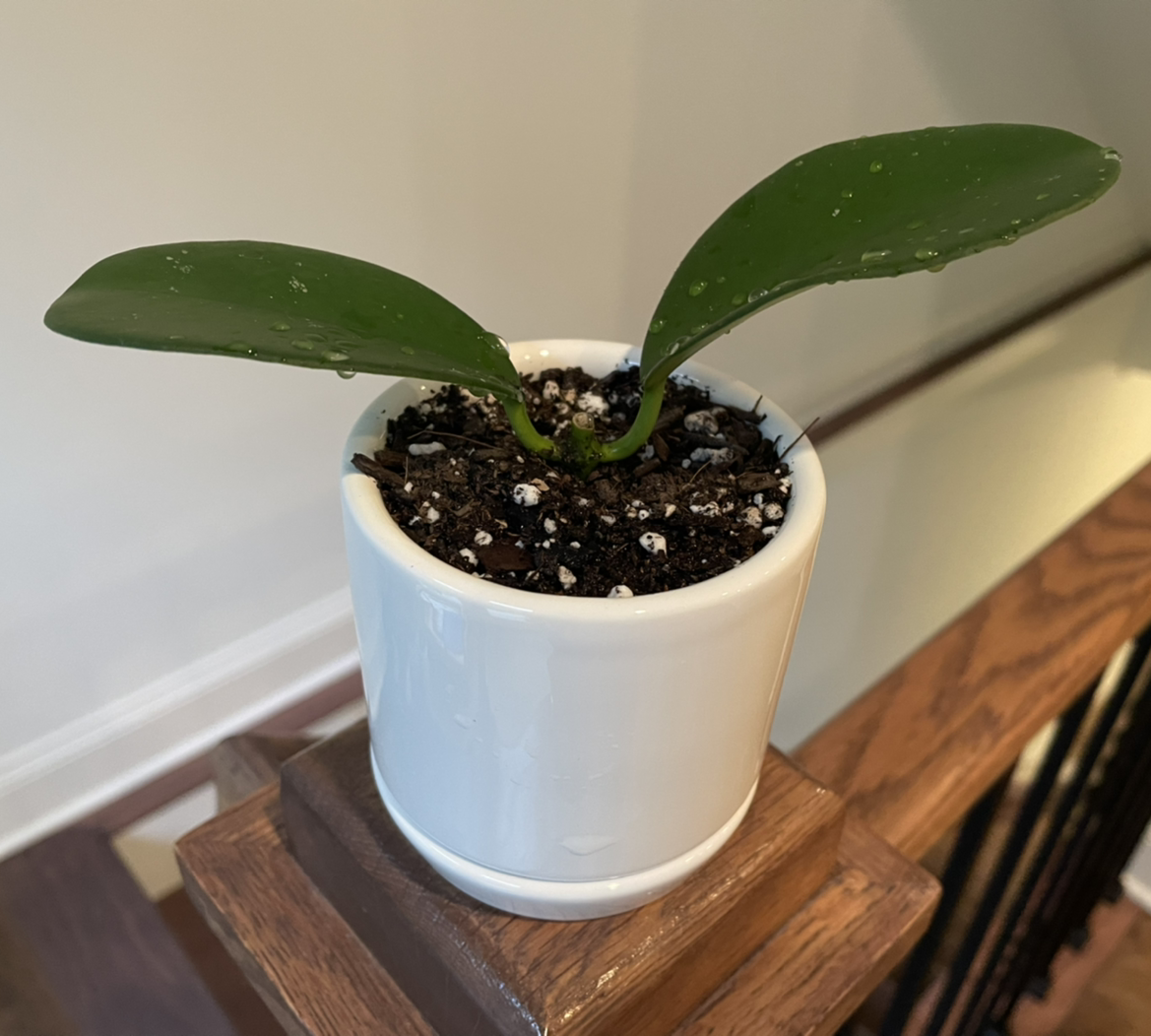 Photo of the plant species Hoya sp. 'AH-014' by @vzeh93 named Hoya AH-014 on Greg, the plant care app