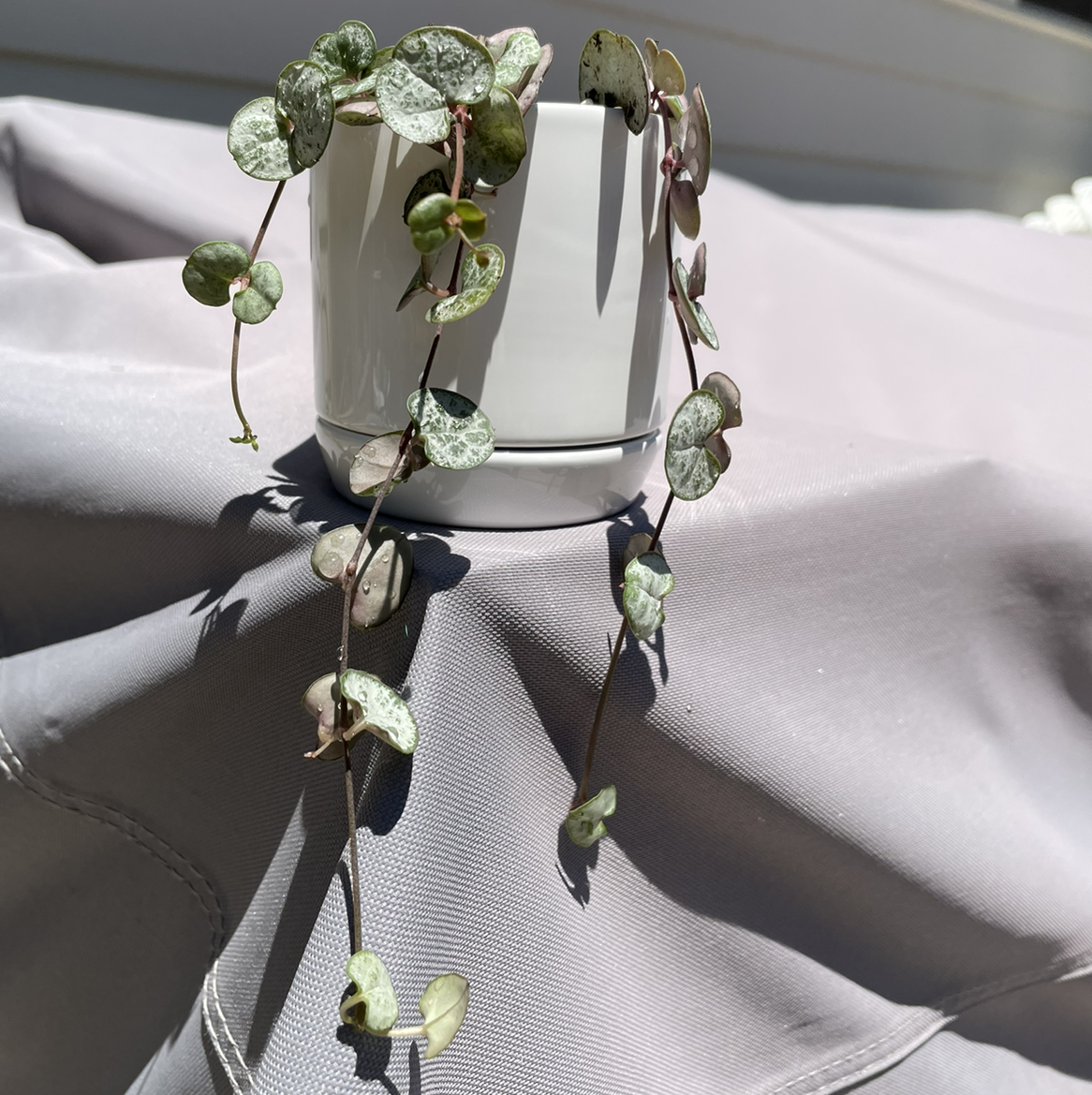 Photo of the plant species String of Hearts 'Silver Glory' by @vzeh93 named Silver Glory on Greg, the plant care app